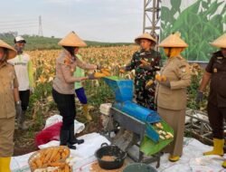 Polres Semarang Panen Raya Jagung: Wujud Nyata Dukung Ketahanan Pangan Nasional