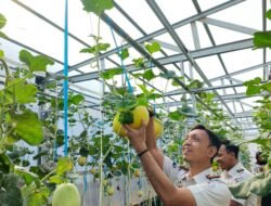 Panen Melon di Rutan Palembang, Warga Binaan Dibekali Keterampilan Pertanian