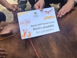 SAPI SIMENTAL KETUM DPP PARTAI GOLKAR CURI PERHATIAN DI DPD GOLKAR SUMSEL SAAT PEMOTONGAN HEWAN KURBAN