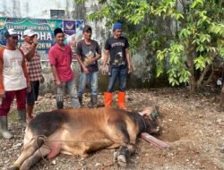 Anggota DPRD Palembang Hj Diana Berbagi Kebahagiaan Idul Adha Lewat 9 Ekor Sapi Kurban