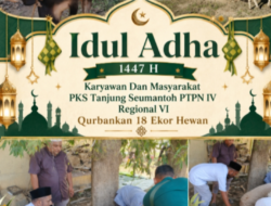 Sambut Idul Adha 1447 H, Karyawan Dan Masyarakat PKS Tanjung Seumantoh PTPN IV Regional VI Qurbankan 18 Ekor Hewan