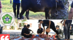 Sambut Idul Adha 1447 H, Universitas Samudra Melaksanakan Qurban 27 Ekor Sapi