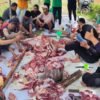 2 Sapi dan 4 Kambing Disembelih di Yayasan Kauny Insanul Quran Palembang saat Idul Adha 1447 H