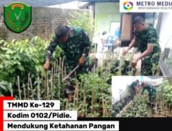 TMMD Ke-129 Kodim 0102/Pidie. Mulai Garap Demplot Sayuran, mendukung ketahanan pangan Mendukung Ketahanan Pangan