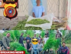 Kasat Resnarkoba Polres Langsa, Iptu Sirya Iqbal, S.H., M.H., Pimpin Operasi, Ungkap Ladang Ganja 83 Batang