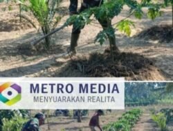 Pendampingan Babinsa Dorong Petani Terapkan Perawatan Intensif Tanaman Pepaya