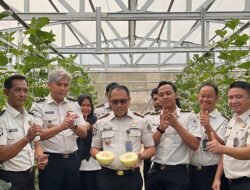 Panen Melon di SAE Rutan Palembang, Wujud Pembinaan Kemandirian dan Dukungan Ketahanan Pangan